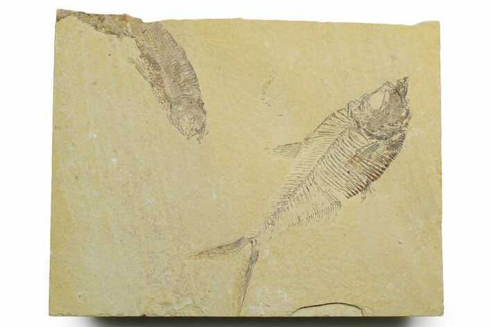 Plate of Two Fossil Fish (Diplomystus & Knightia) - Wyoming #349635